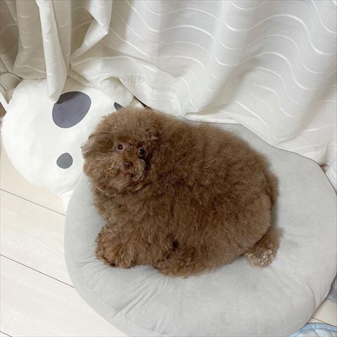 グレーのクッションの上