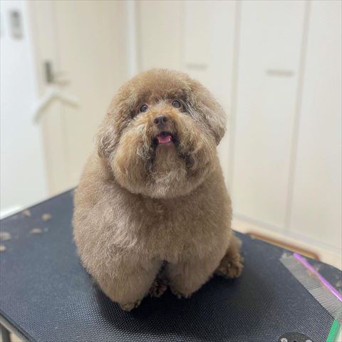 トリミング台で口あけてる