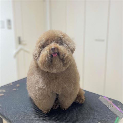 トリミング台で笑ってる