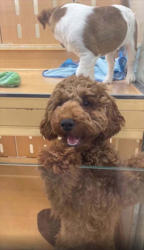 ペットショップでの犬