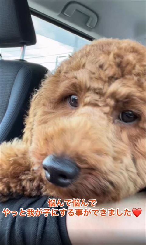 車の中でワンコアップ