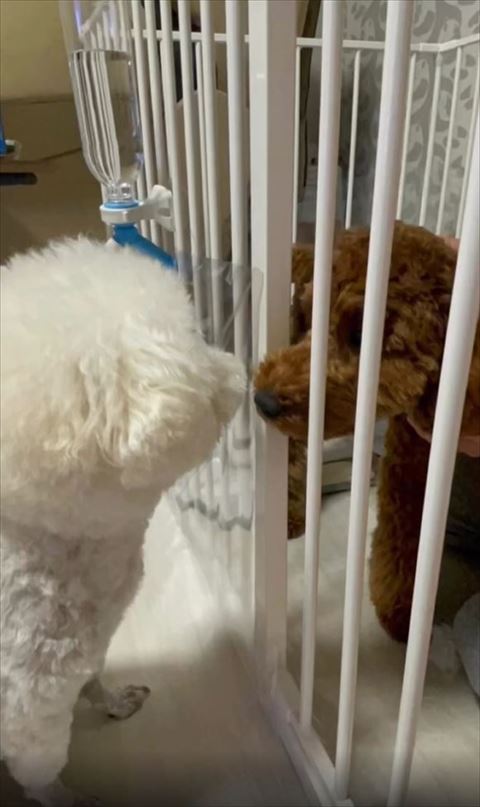 白いワンコとあいさつ