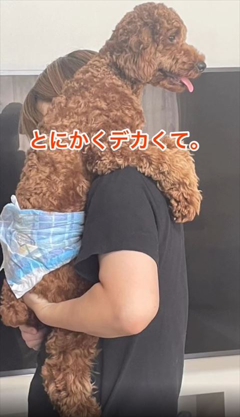 とにかくデカくてテロップ