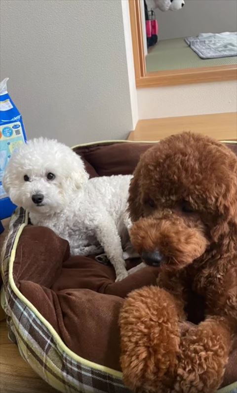 白いワンコと一緒にまどろむ