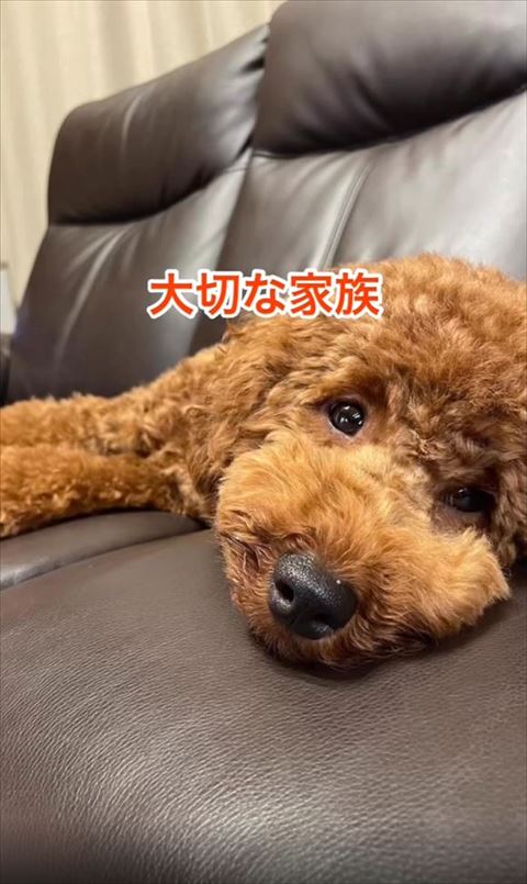 寝転がるワンコアップ