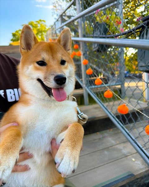 抱っこされてるワンコ