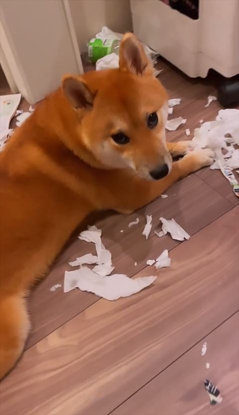 上目遣いのワンコ