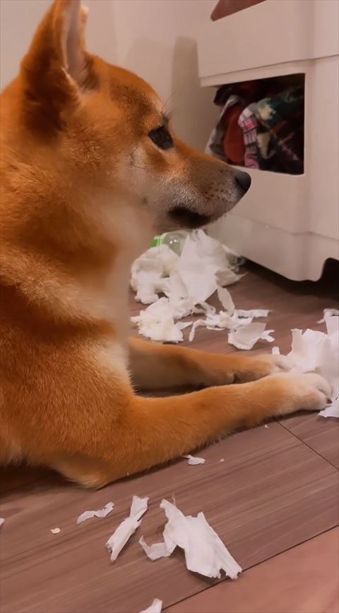 前を見る柴犬
