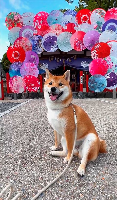神社と柴犬