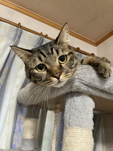 タレ目の猫ちゃん