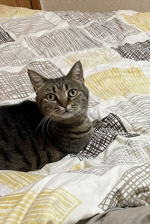 布団でまどろむ1匹