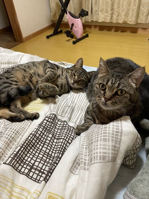布団でまどろむ2匹