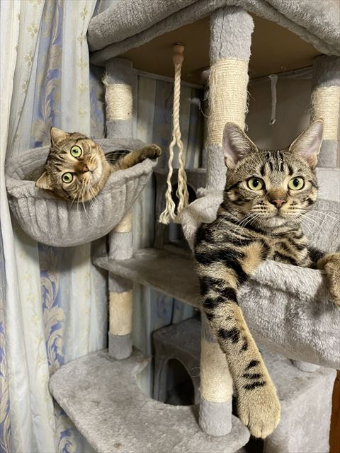 キャットタワー2匹