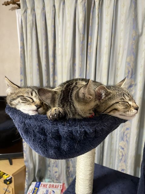 ハンモックで寝る子猫3匹