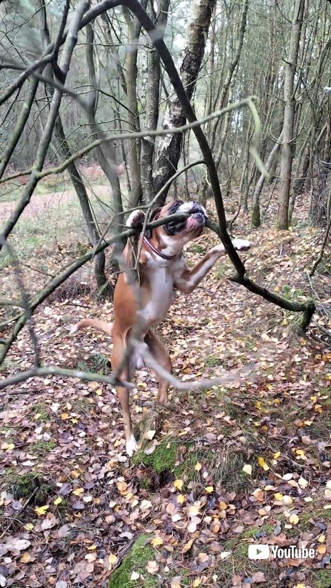 試行錯誤する犬