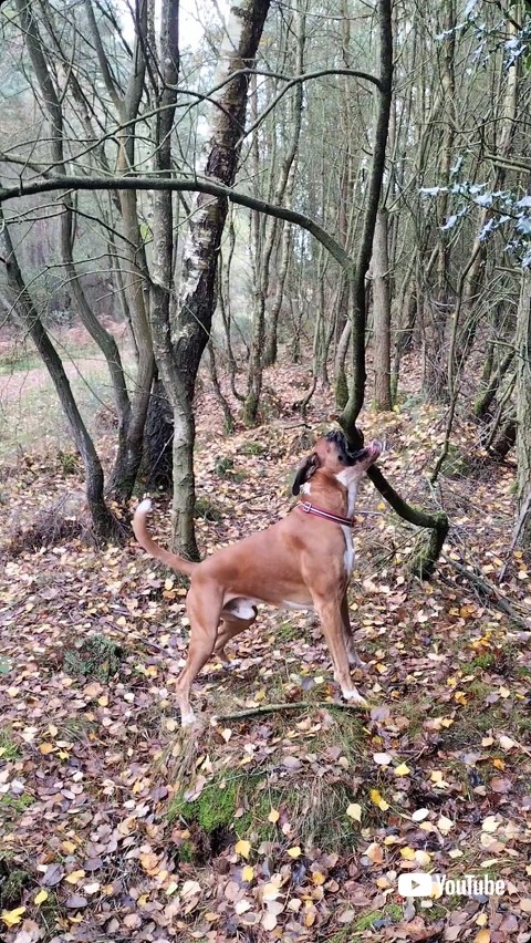 木の枝を折りたい犬