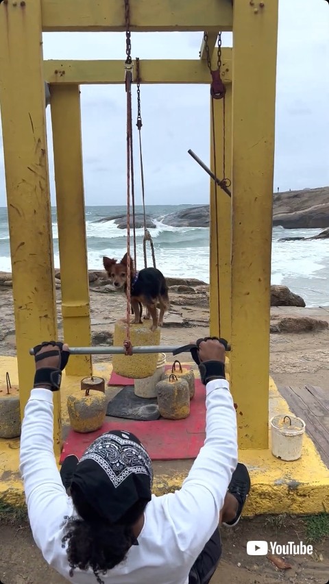 トレーニングマシンに乗る犬