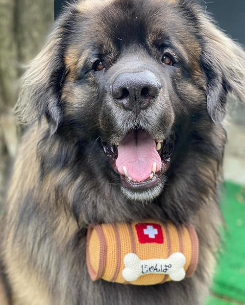 セントバーナード風