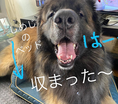 しめじくんのベッド