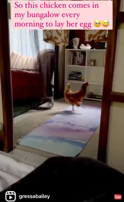 部屋に卵を産みにくるニワトリ