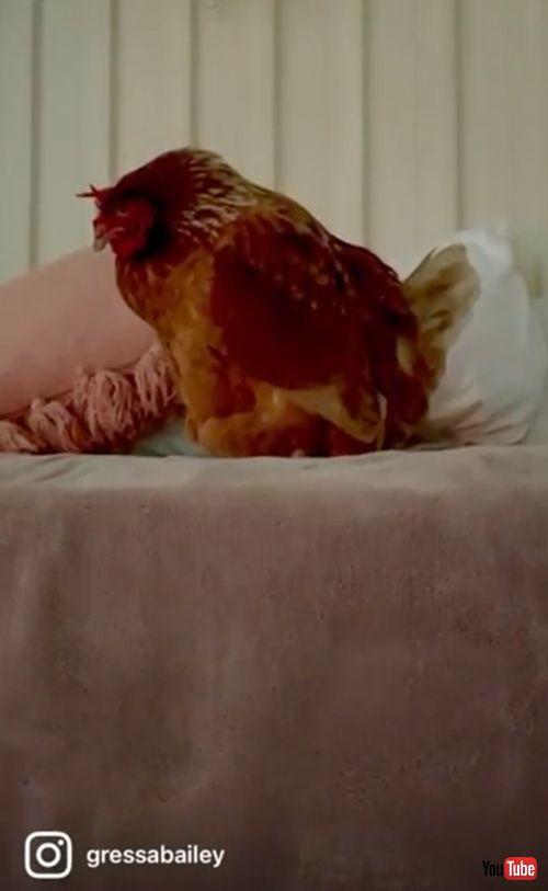 部屋に卵を産みにくるニワトリ