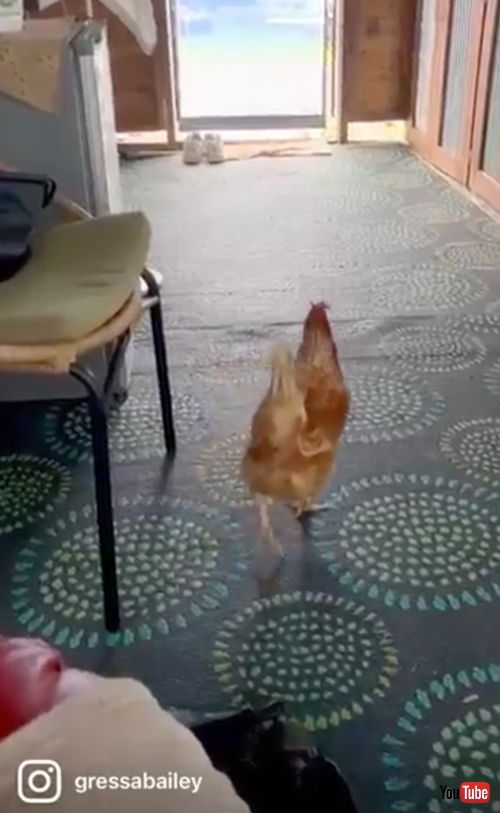 部屋に卵を産みにくるニワトリ