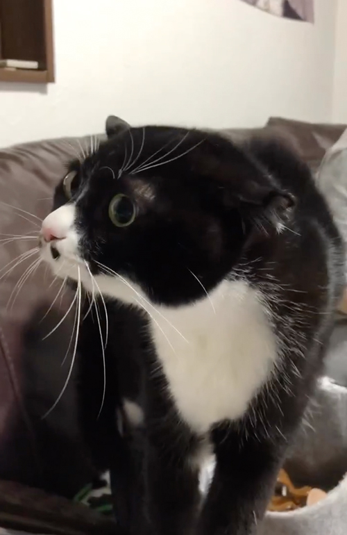しゃべる猫