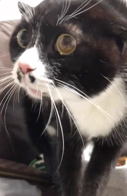 全力で威嚇する猫の表情