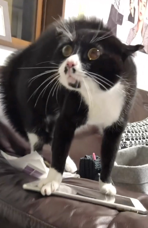 背中の毛がブワッとした猫