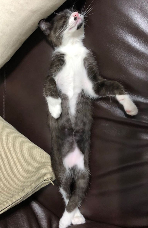 かわいい寝方の猫