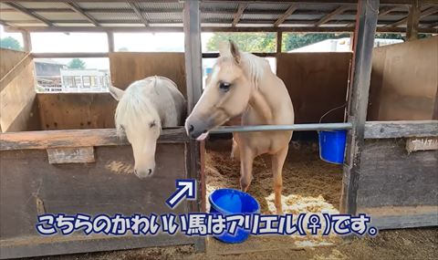 馬