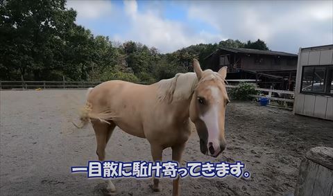 駆け寄ってきますテロップ