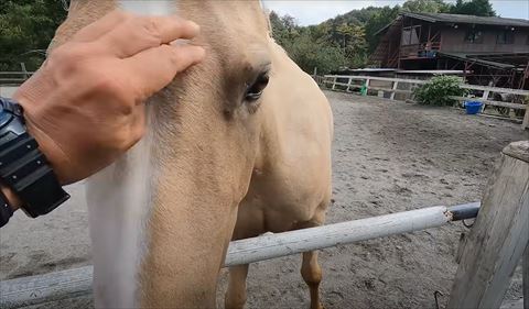 顔をなでられて馬