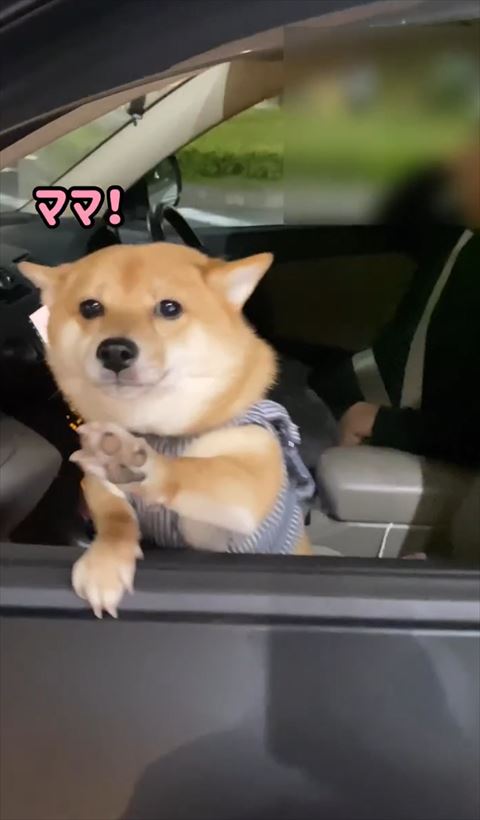 前足のばすワンコ