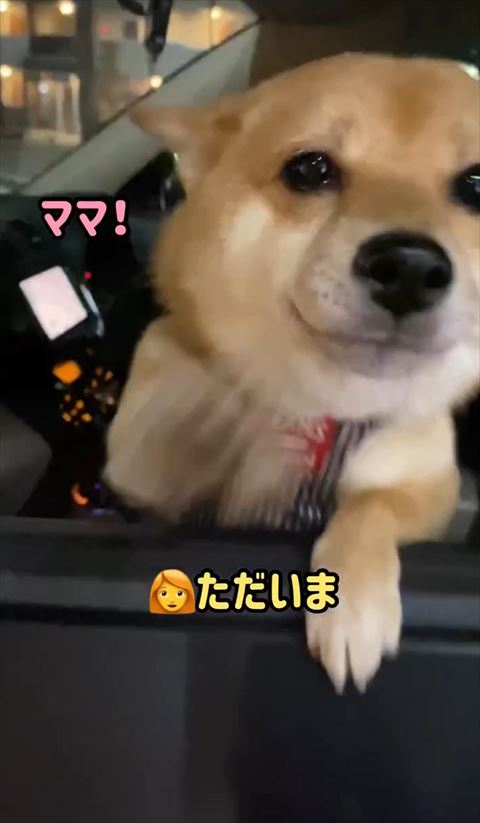 前足を動かすワンコアップ