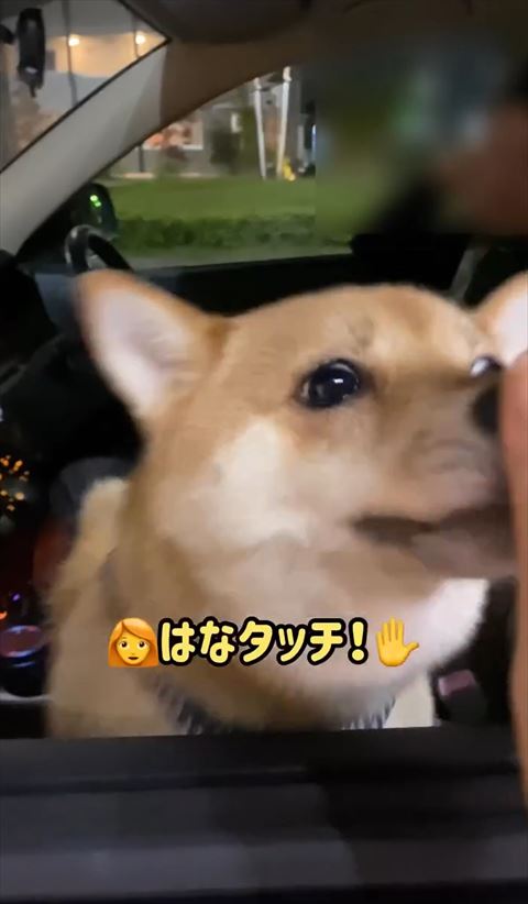 手の匂いをかぐワンコ