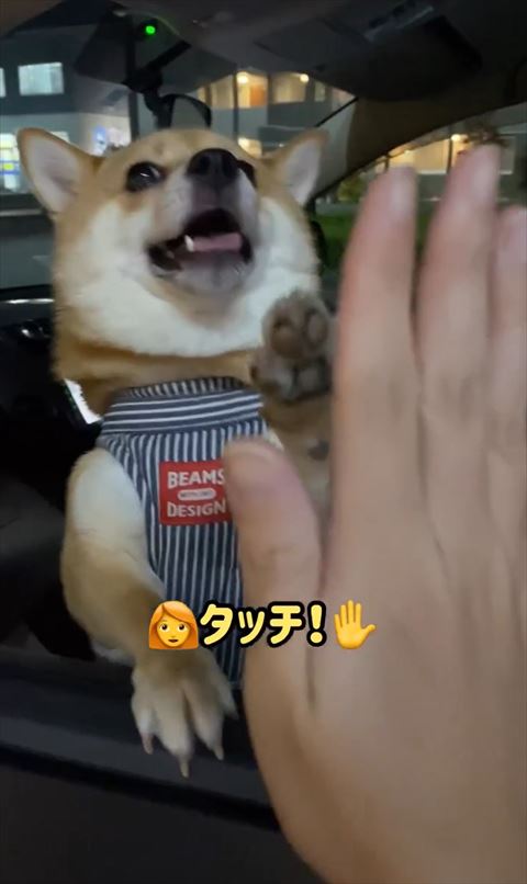 背筋と前足をピーンと伸ばしてる