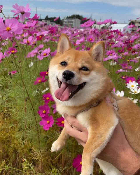 花畑とワンコ