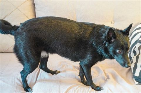 洗われたワンコ横から