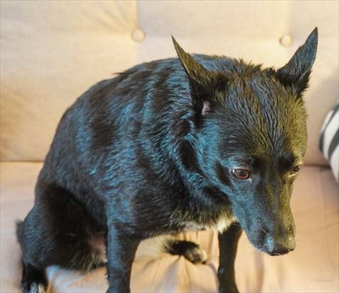 落ち込んでるワンコ