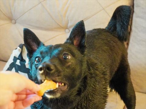 おやつを軽くくわえるワンコ