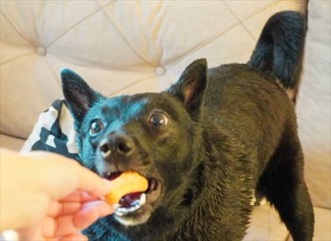 おやつを大きな口でくわえるワンコ