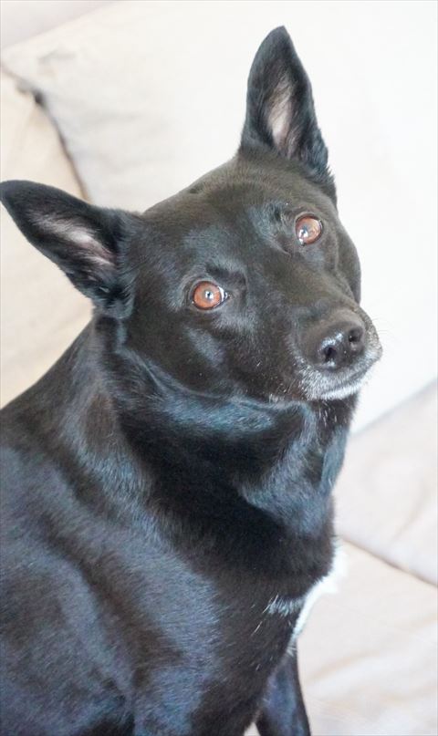 振り向くワンコ