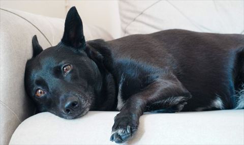 寝転んでるワンコ