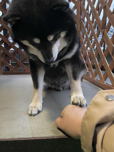 飼い主の手に前足のせてる