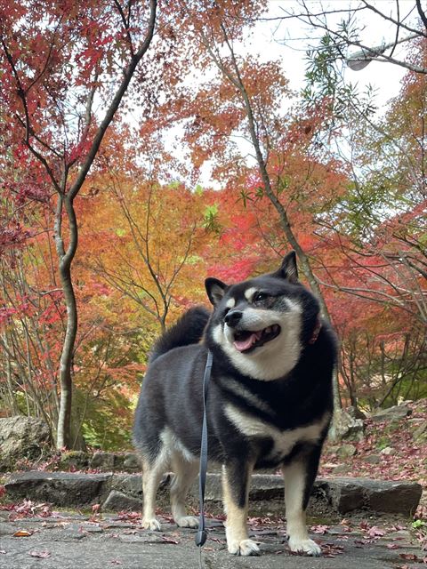 紅葉バックに遠く見てる