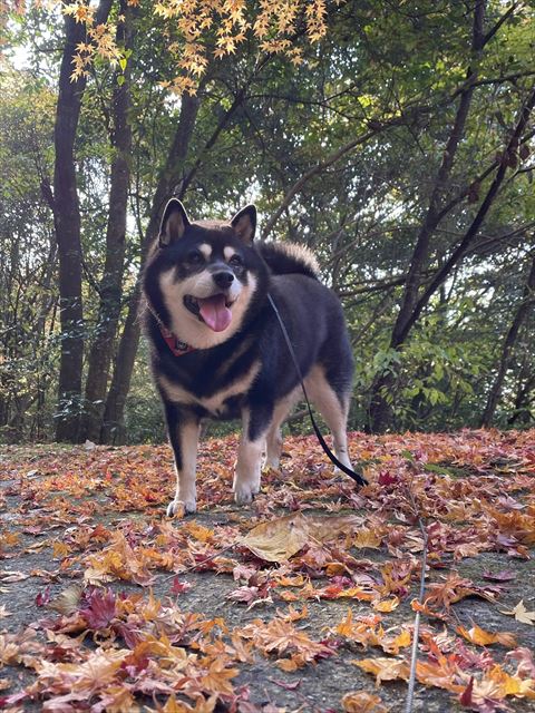 紅葉にはしゃいでるようなワンコ