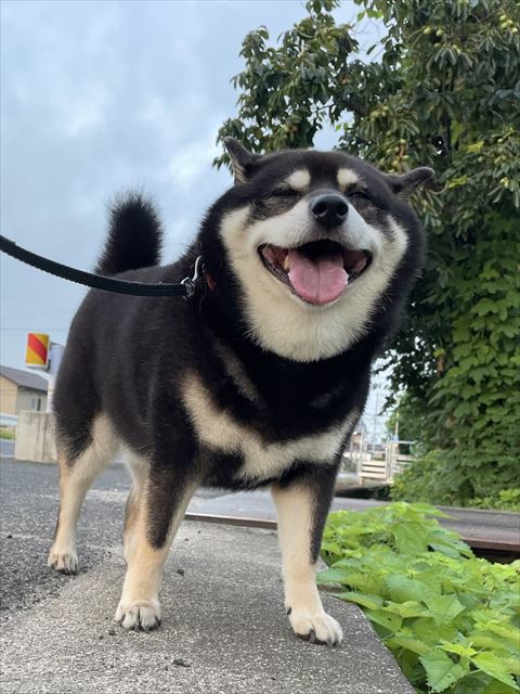 散歩中満面の笑み