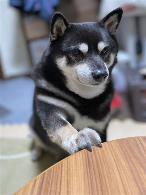 テーブルに手をのせるワンコ