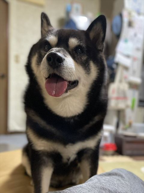 ニコニコして飼い主を見上げるワンコ